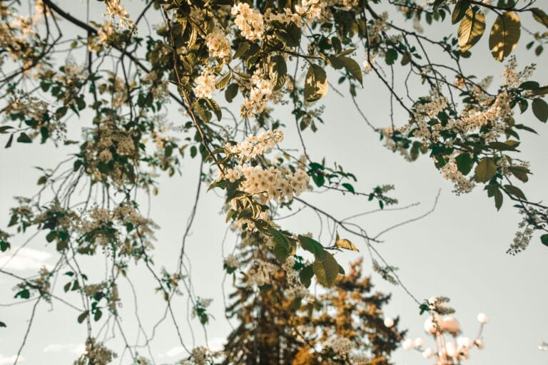 Ilustrasi Foto Close up dari Bunga Berwarna Putih