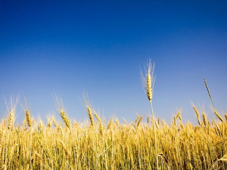 Ilustrasi padi dengan background langit biru