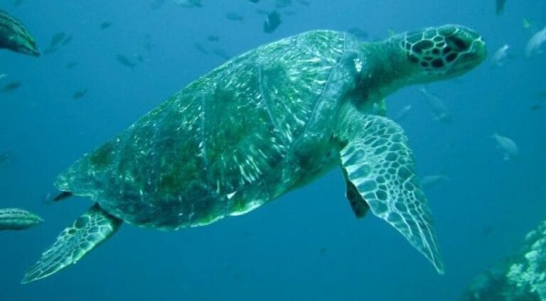 Ilustrasi penyu yang sedang berenang