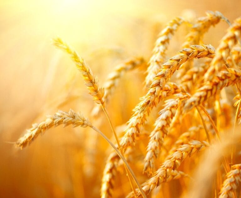 Ilustrasi tanaman gandum yang siap dituai