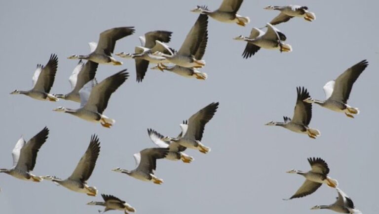 Ilustrasi sekelompok burung yang sedang terbang diudara