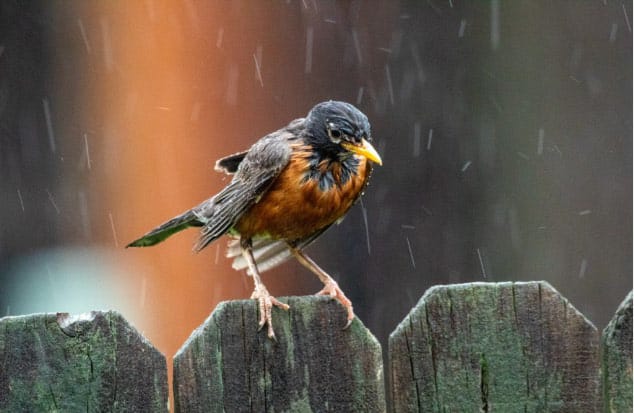 Ilustrasi seekor burung yang sedang singgah di sebuah pagar di tengah hujan