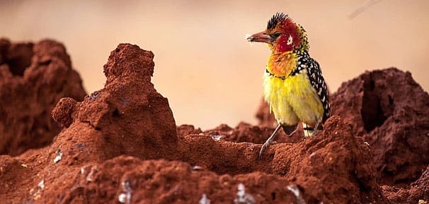 Ilustrasi Rumah Semut dengan seekor burung digunakan untuk ilustrasi Renungan Minggu GKI Samanhudi dengan judul Burung dan Semut